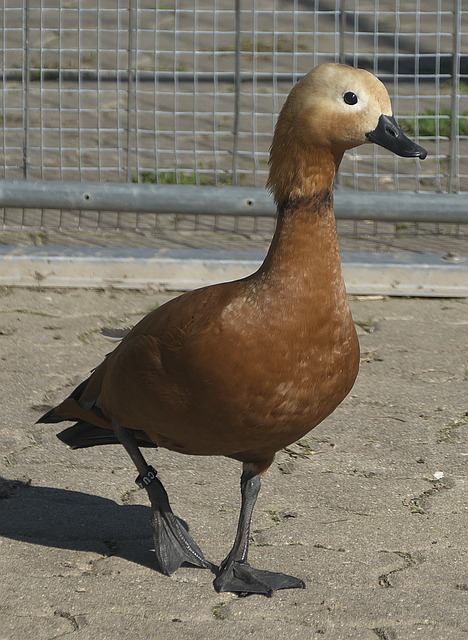 杰克逊